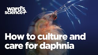 Caring and Culturing for Daphnia [upl. by Ecyob]