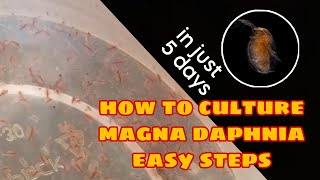 How to Culture Magna Daphnia Easily [upl. by Ahsikin231]