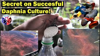 How to Culture Daphnia Successfully [upl. by Acirretahs]