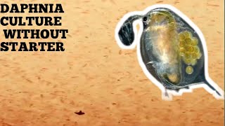 HOW TO CULTURE DAPHNIA NATURALLY WITHOUT A STARTER [upl. by Demetria152]