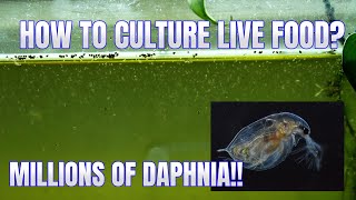 How to Culture Daphnia Secret Method to Breed MILLIONS  Simply Aquatic [upl. by Takakura]