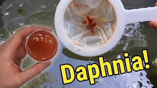 How I Culture Daphnia In Outdoor Tubs [upl. by Lindie]