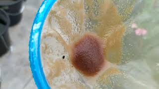 How to culture daphnia moina in a small container Part 1 English Subtitle [upl. by Yenohtna790]