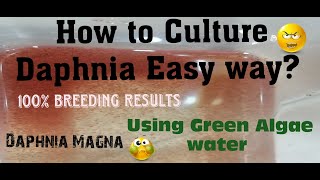 Daphnia MagnaHow to Culture Daphnia Easy wayCulturing Daphnia using Green water Daphnia [upl. by Atinrehs]