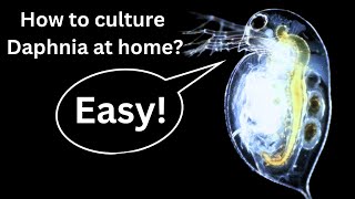 BEST Live Fish Food Beginner guide How to Culture Daphnia at home [upl. by Ailiec887]