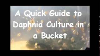 How to culture daphnia outside [upl. by Leribag]