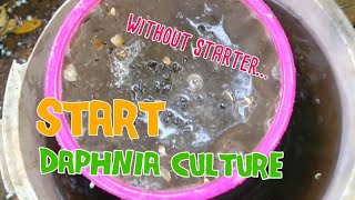 How to culture daphnia moina the easy way 1  Starting the Daphnia culture [upl. by Eniaral]