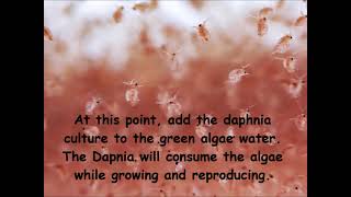 Daphnia  How to grow daphnia in your home [upl. by Siskind402]