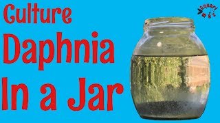 How to Culture Daphnia in a Jar [upl. by Erdnassak124]