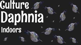 How to Culture Daphnia [upl. by Urion]