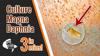 How to culture DAPHNIA MAGNA  The easy way [upl. by Fanni]