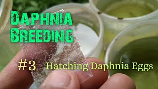 Daphnia Culture made simple and easy 3  Hatching Daphnia eggs [upl. by Eeb866]