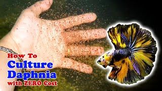 How to Culture Daphnia with ZERO Cost  Unlimited Live Food For Our Fish [upl. by Sergeant]