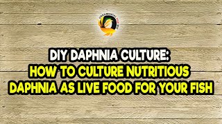 DIY Daphnia Culture How to Culture Nutritious Daphnia as Live Food for Your Fish [upl. by Lukasz5]