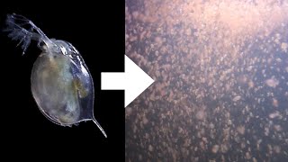 How I Culture Daphnia [upl. by Oilcareh]