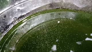 DAPHNIA MOINA CULTURE IN A SMALL BUCKET [upl. by Nayr]