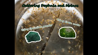 How To Culture Daphnia and Moinas using Green Water Spirulina powder [upl. by Niajneb]