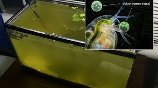 Raising Daphnia for the Freshwater Aquarium [upl. by Aleemaj]