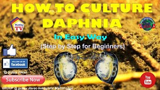 HOW TO CULTURE DAPHNIA In Easy Way [upl. by Aracal]